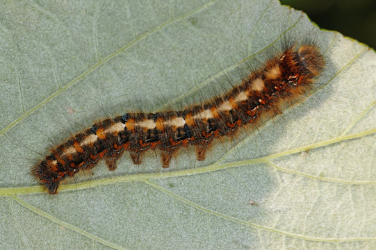 Lasiocampa quercus (LINNAEUS, 1758) Eichenspinner DE, NRW, Dellbr&uuml;cker Heide (K&ouml;ln) 29.12.2014