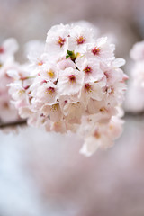 桜の花　春イメージ