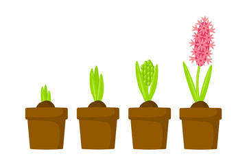Hyacinth growth stage. Life cycle of hyacinth in a pot