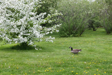 Canada Goose standing in profile in lawn with dandelions and crab tree covered in white blossoms 