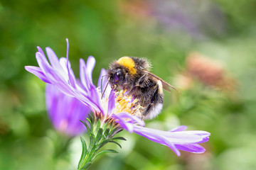 Large earth bumblebee - Bombus terrestris - pollinates an aster