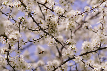 Prunus spinosa Schlehendorn, Schlehe, Heckendorn, Schwarzdorn DE, NRW, Leverkusen 12.04.2015