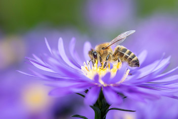 Western honeybee - Apis mellifera - pollinates an Aster