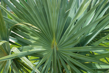 Palm in the garden