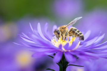 Western honeybee - Apis mellifera - pollinates an Aster