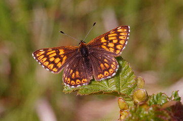 Fototapeta premium Hamearis lucina (LINNAEUS, 1758) Schlüsselblumen-Würfelfalter DE, NRW, Dollendorf 25.05.2015