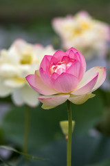 蓮の花　初夏イメージ