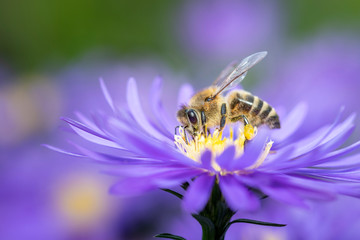 Western honeybee - Apis mellifera - pollinates an Aster