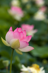 Obraz premium 蓮の花 初夏イメージ