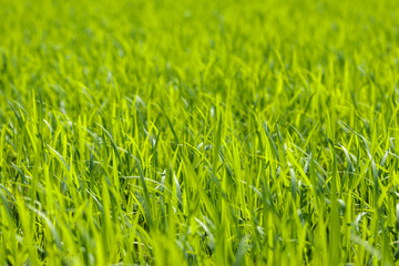 Fototapeta premium 水田の風景