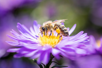 Western honeybee - Apis mellifera - pollinates an Aster
