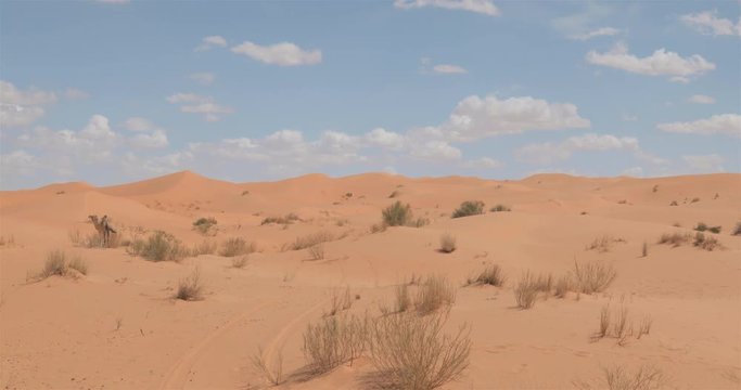 Taghit,; d&eacute;sert