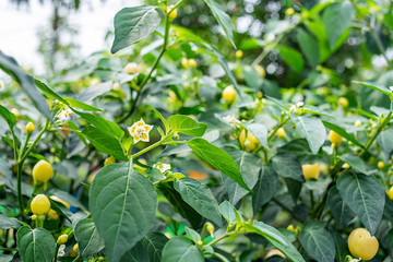 Chili tree is covered with colorful peppers