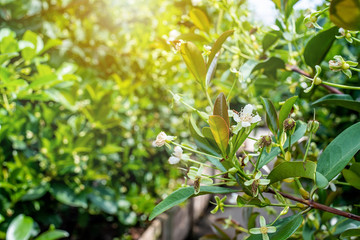 Cherry blossoms on cherry tree