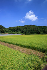 水田の風景　夏イメージ