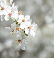 Weiße Baumblüte - Freisteller - Hintergrund