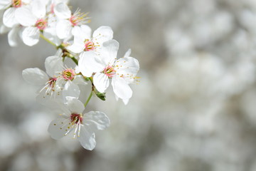 Zarte Kirschblüten - Banner