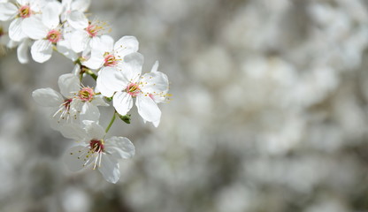 Weißer Blütentraum im Frühling