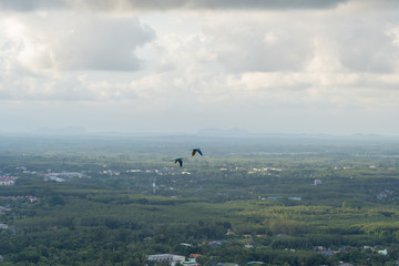 Fototapeta na wymiar twin macaw flying