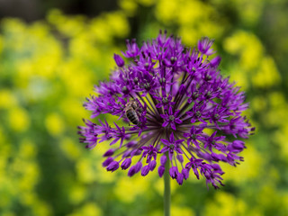 Horizontal photo of purple ornamental garlic flower with bee collecting nectar