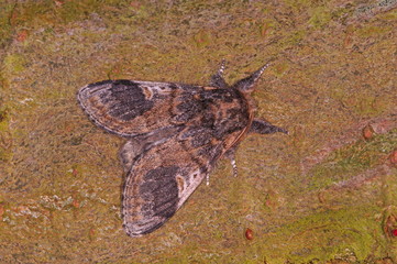 Notodonta tritophus ([DENIS & SCHIFFERMÜLLER], 1775) Espen-Zahnspinner DE, NRW, Wuppertal-Beyenburg 24.04.2015 © Tim's insects