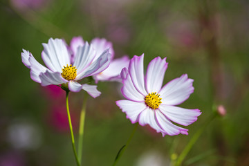 Obraz premium コスモスの花 秋イメージ