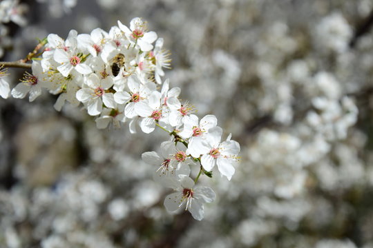 Weißes Blütenmeer, Blütezeit in Südtirol