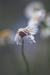 dry chamomile sunny photo