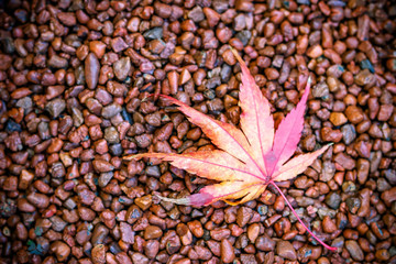 紅葉　和風秋イメージ