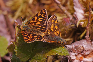 Carterocephalus palaemon (PALLAS, 1771) Gelbwürfeliger Dickkopffalter DE, NRW, Dollendorf 25.05.2015