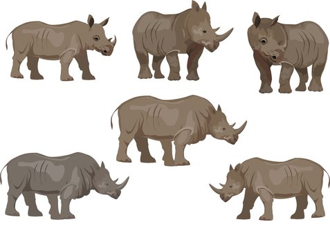 Set of rhinoceros animals, isoalted on white