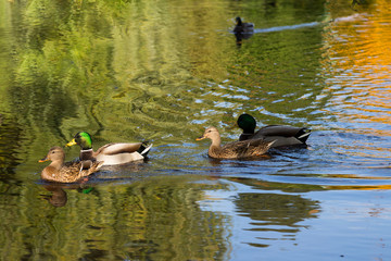 Two mallard ducks couples on pond with duck in soft focus in the background