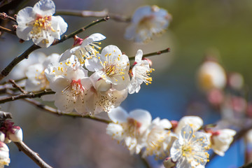 梅の花　初春イメージ