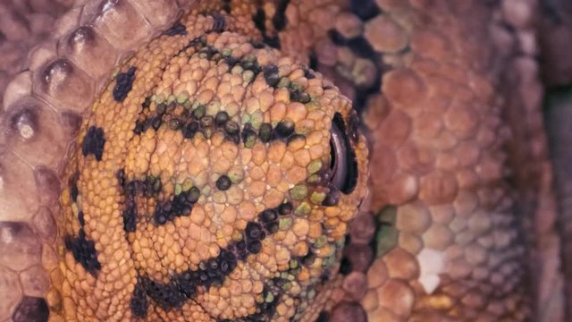 Close-up of the head chameleon rotating the eye. Yemen Chameleon or Cone-head Chameleon (Chamaeleo calyptratus) Macro video 1:1, 4K - 50fps