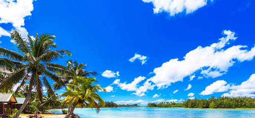 Panorama view of palm trees and seascape, Cook Islands, South Pacific. Copy space for text.