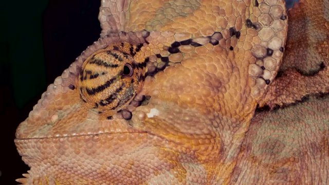 Portrait of the chameleon rotating the eye. Yemen Chameleon or Cone-head Chameleon (Chamaeleo calyptratus) Macro video, 4K - 50fps