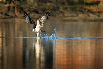 Osprey - Pandion haliaetus bird of prey hunting fish, also called sea hawk, river hawk, and fish hawk is a diurnal, fish-eating bird of prey with a cosmopolitan range