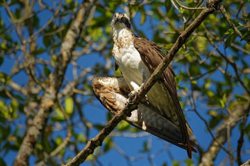Osprey - Pandion haliaetus bird of prey hunting fish, also called sea hawk, river hawk, and fish hawk is a diurnal, fish-eating bird of prey with a cosmopolitan range