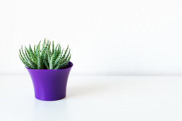 Succulent plant in bright purple flower pot against white wall. House plant on white shelf with copy space.