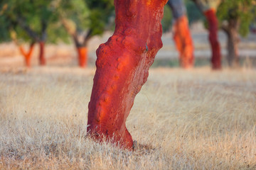 Cork Oak - Alcornoque, Mediterranean forest, Sierra de San Pedro, Cáceres, Extremadura, Spain,...