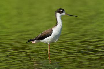 Black-necked Stilt - Himantopus mexicanus locally abundant shorebird of American wetlands and coastlines. Black and white wadebird