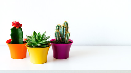 Various cactus and succulent plants in bright colorful flower pots against white wall. House plants on white shelf with copy space.