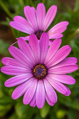 Fototapeta premium デイジーの花