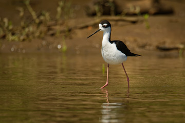 Black-necked Stilt - Himantopus mexicanus locally abundant shorebird of American wetlands and coastlines. Black and white wadebird