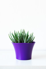 Succulent plant in bright purple flower pot against white wall. House plant on white shelf with copy space.