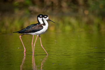 Black-necked Stilt - Himantopus mexicanus locally abundant shorebird of American wetlands and coastlines. Black and white wadebird