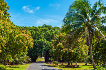 View of the road through the trees and creepers, Aitutaki Island, Cook Islands.