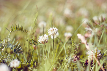 Fluffy white flowers of the clover, the leaves of yarrow and other wild herbs growing in a clearing, brightly lit by the sun