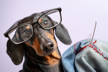 Adorable dog breed of dachshund, black and tan, in the glasses, darn jeans with red threads with a big needle. Funny ad for your business - obrazy, fototapety, plakaty