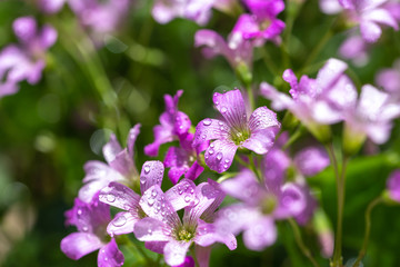 ムラサキカタバミの花